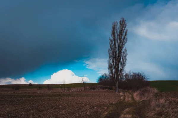 Árvore Por Uma Estrada Terra Com Céu Nublado Fundo — Fotografia de Stock