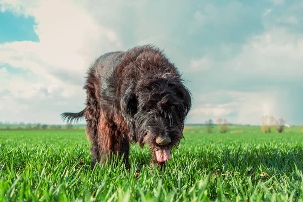 Yerden pis bir burunla yeşil alanda bir köpek.