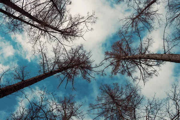 Çam ve gökyüzünün alt manzarası
