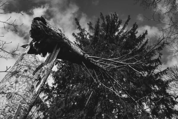 Kırık Bir Çam Ağacının Alt Görüntüsü — Stok fotoğraf