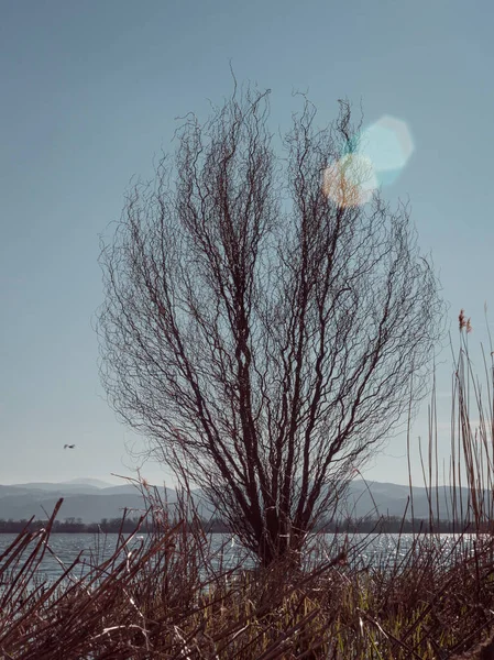 Gölde büyüyen ağaçlar ve arka planda açık mavi gökyüzü.