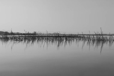Su otları tek renkli suyun yüzeyinden yukarı doğru çıkıyorlar.