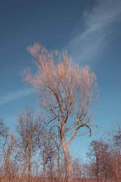 Baum Ohne Blätter Von Der Sonne Erleuchtet — Stockfoto