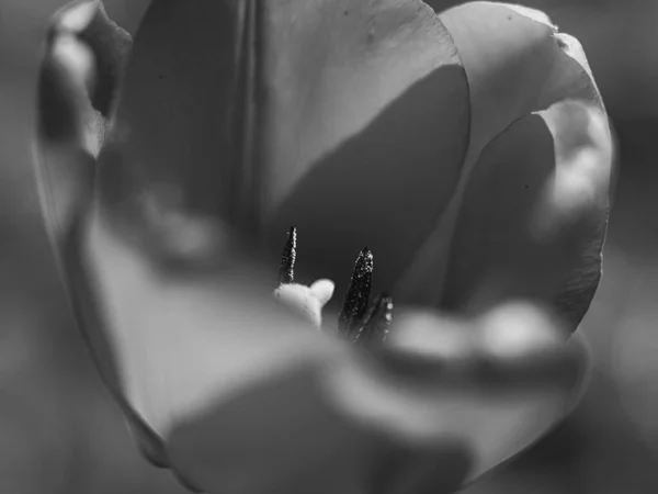 Closeup Της Τουλίπας Μονόχρωμη Μαλακό Bokeh Στο Παρασκήνιο — Φωτογραφία Αρχείου