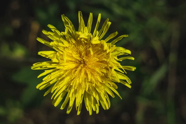 Sonchus Arvensis Uma Espécie Angiospérmica Família Asteraceae Arvensis — Fotografia de Stock