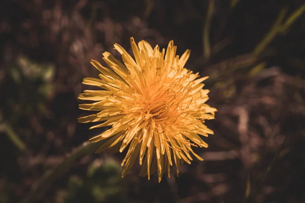 Sonchus Arvensis Uma Espécie Angiospérmica Família Asteraceae Arvensis — Fotografia de Stock