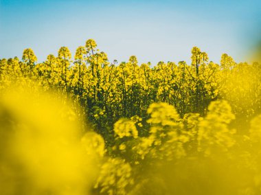 Çiçek açan kolza çiçeğinin soyut fotoğrafı