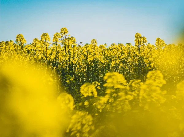 Çiçek açan kolza çiçeğinin soyut fotoğrafı