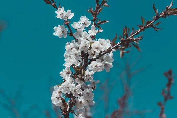 Çiçek açmış kiraz çiçeklerinin dalları