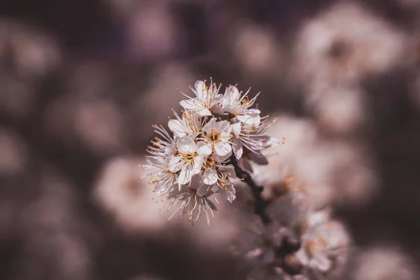 Çiçeklerin açtığı kiraz çiçeklerine yakın çekim