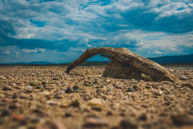 Kurumuş kütük gölün kıyısında yatıyor.