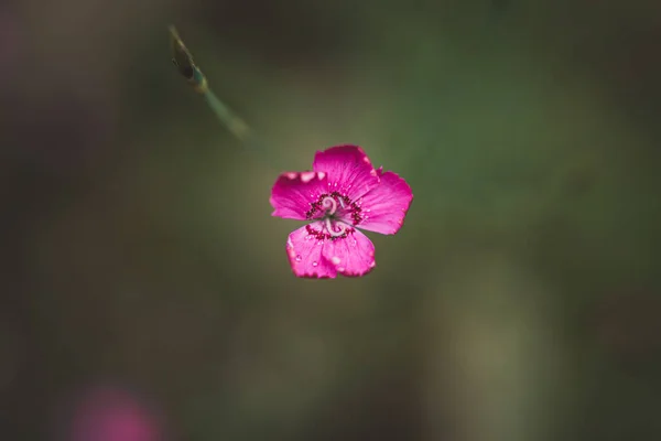 Mor Sardunya Çiçeğinin Yakın Çekimi — Stok fotoğraf