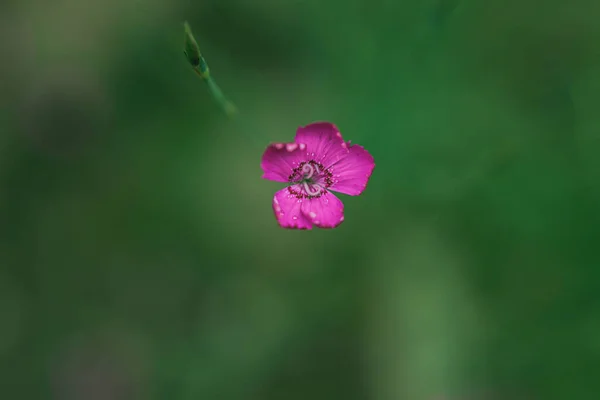 Closeup Του Λουλουδιού Γεράνι Ματζέντα — Φωτογραφία Αρχείου