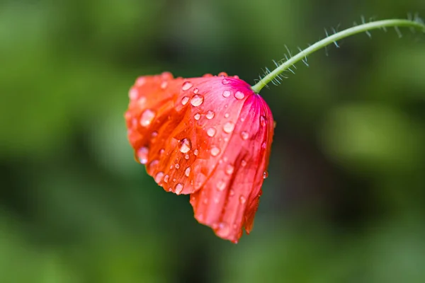 Poppy Bloem Met Water Druppels Zijaanzicht — Stockfoto