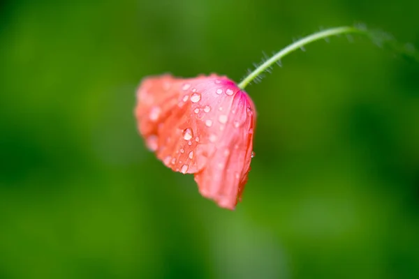 Poppy Bloem Met Water Druppels Zijaanzicht — Stockfoto