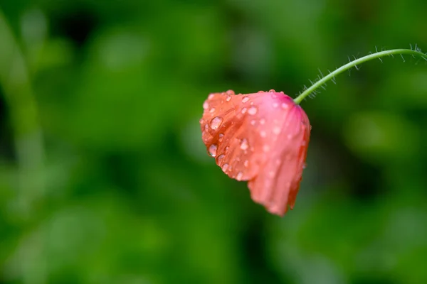Su damlacıkları yan görünümlü gelincik çiçeği