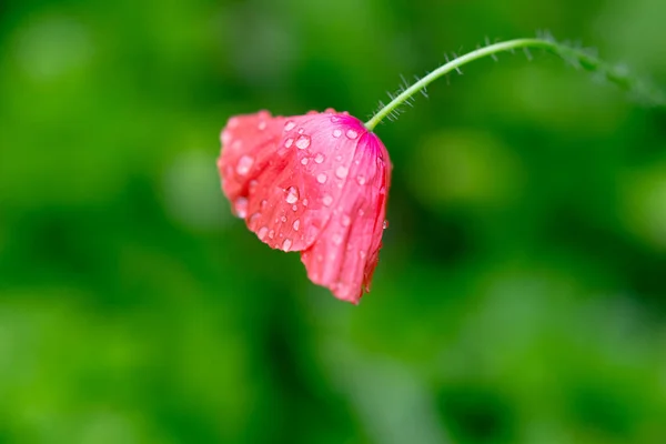 Poppy Bloem Met Water Druppels Zijaanzicht — Stockfoto