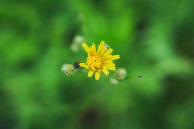 Sarı düğün çiçeği yakın planda.