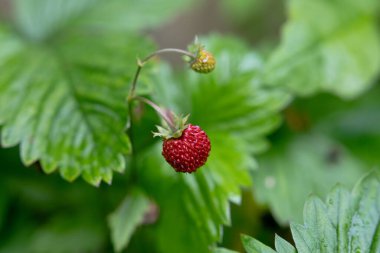 Yeşil çalılığın ortasında küçük yabani çilek