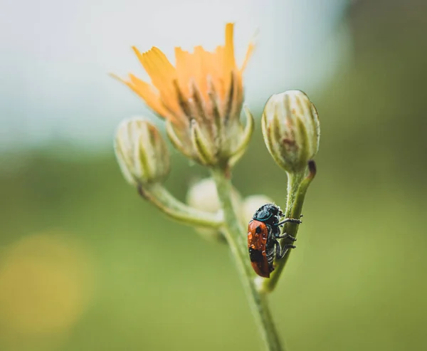 Besouro Saco Formiga Sentado Talo Flor — Fotografia de Stock