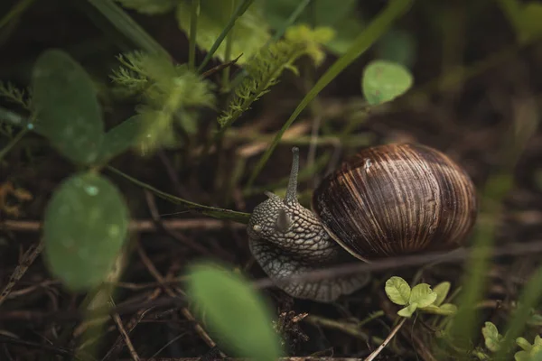 Caracol Arrastrándose Camada —  Fotos de Stock