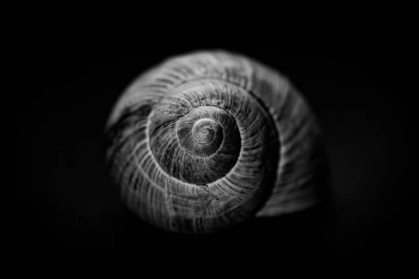 Coquille Escargot Nature Morte — Photo