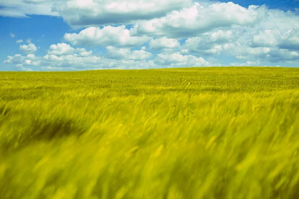 field of wheat in the summer with white clouds on the blue sky in the background