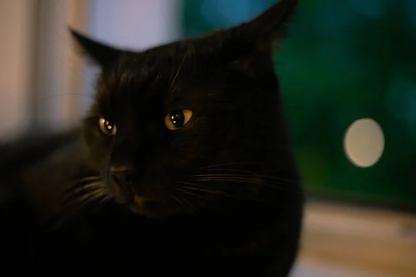 Nahaufnahme Der Schwarzen Katze Die Auf Der Fensterbank Liegt — Stockfoto