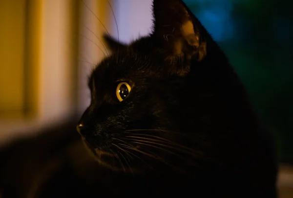 Nahaufnahme Der Schwarzen Katze Die Auf Der Fensterbank Liegt — Stockfoto