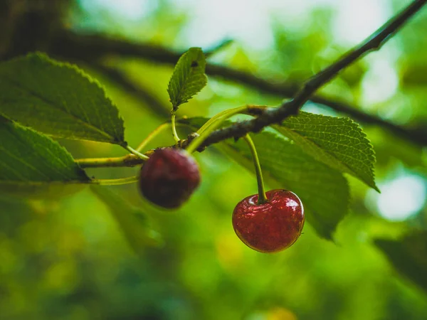 Kiraz meyvesine yakın plan, bokeh arkaplan, daldaki yaz meyveleri.