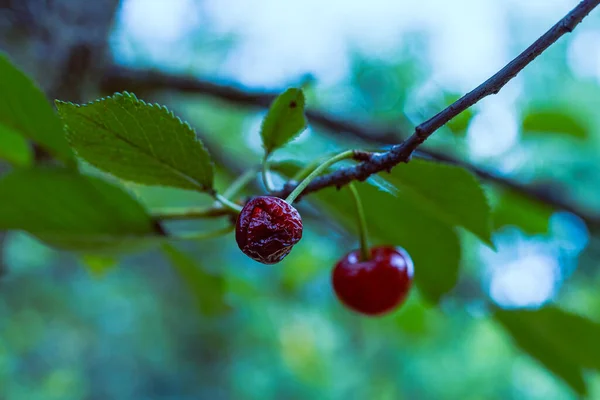 Damaged Cherry Fruit Closeup Photo Bokeh Background — Stock Photo, Image