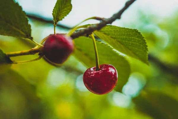 Kiraz meyvesine yakın plan, bokeh arkaplan, daldaki yaz meyveleri.