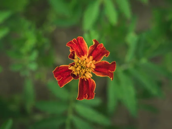 Listrado Mexicano Marigold Flor Tagetes Tenuifolia Fundo Verde — Fotografia de Stock