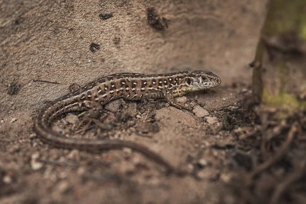 Sand Lizard Lacerta Agilis Closeup Reptile — Stock Photo, Image