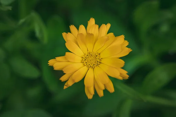 Olla Caléndula Calendula Officinalis Flor Amarilla Primer Plano Flor Única —  Fotos de Stock