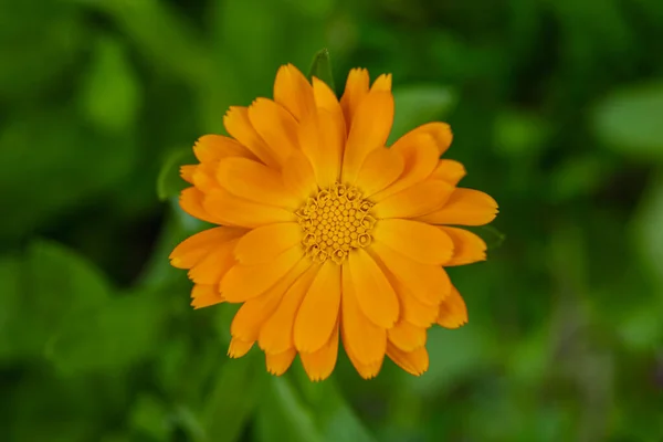 Olla Caléndula Calendula Officinalis Flor Amarilla Primer Plano Flor Única —  Fotos de Stock