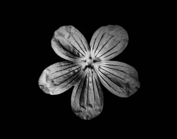 Wild Geranium Geranium Maculatum Λουλούδι Μαύρο Φόντο Φωτογραφία Νεκρής Ζωής — Φωτογραφία Αρχείου