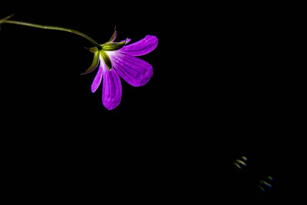 Gerânio Selvagem Geranium Maculatum Flor Violeta Sobre Fundo Preto Fotografia — Fotografia de Stock