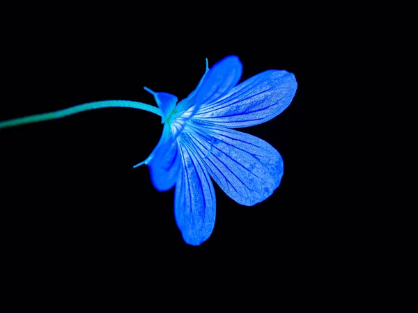 Vad Muskátli Geránium Maculatum Kék Virág Fekete Alapon Csendélet Fotózás — Stock Fotó