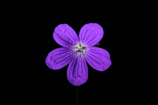 Gerânio Selvagem Geranium Maculatum Flor Violeta Sobre Fundo Preto Fotografia — Fotografia de Stock