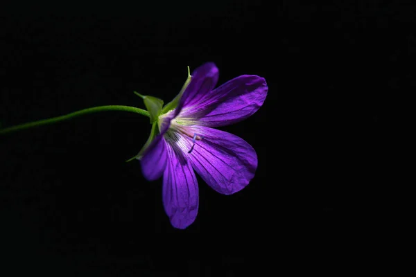 Άγριο Γεράνι Geranium Maculatum Βιολετί Λουλούδι Μαύρο Φόντο Φωτογραφία Νεκρής — Φωτογραφία Αρχείου