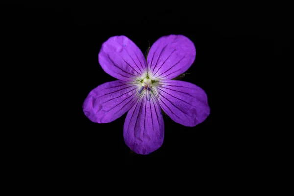 野生のゼラニウム ゲルマクラテウム 黒を背景に紫色の花 静物写真 — ストック写真