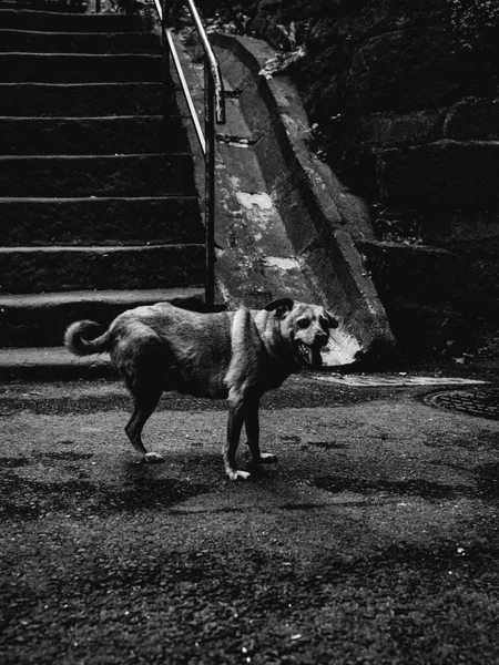 lone dog on the street, urban animal