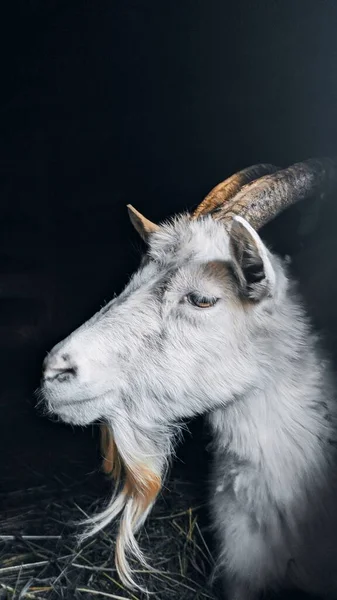 Portrait Tête Chèvre Avec Cornes — Photo