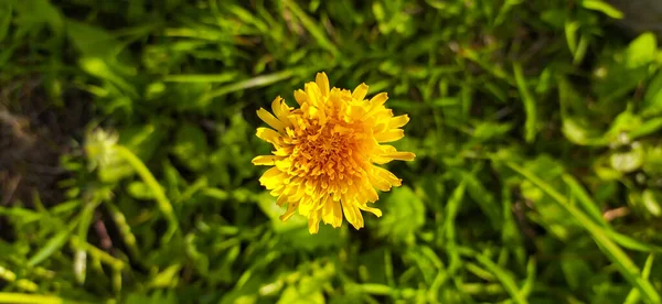 Dente Leão Amarelo Com Fundo Grama — Fotografia de Stock