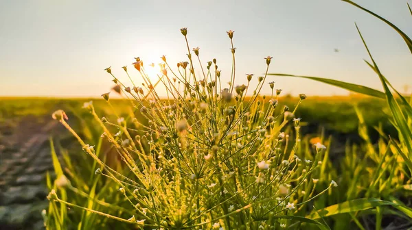 Gün batımında güzel bir tarla bitkisi. Androsace filiforis, Filiform rockjasmine ve Slender saplı androsace olarak bilinen çiçekli bir bitki türüdür.