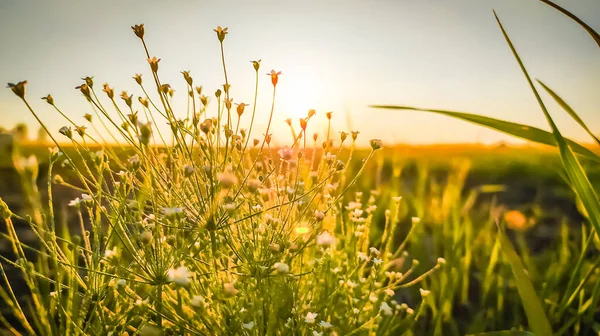 Gün batımında güzel bir tarla bitkisi. Androsace filiforis, Filiform rockjasmine ve Slender saplı androsace olarak bilinen çiçekli bir bitki türüdür.