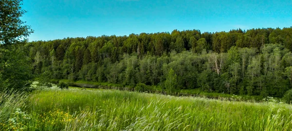 Hierba Bosque Orilla Opuesta Del Río —  Fotos de Stock