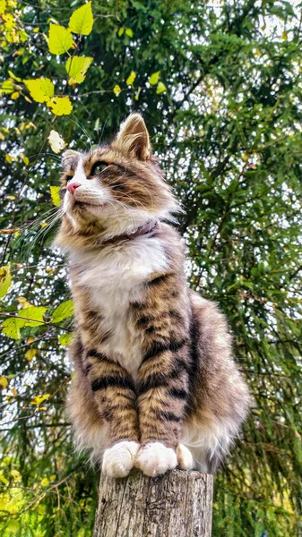Yumuşak kedi ahşap bir kütüğe oturur.