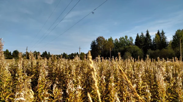 Kuru, sık çimenlerin, ormanın ve gökyüzünün manzarası